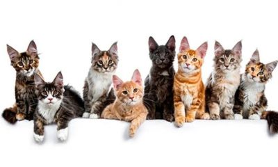 GATOS