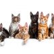 GATOS