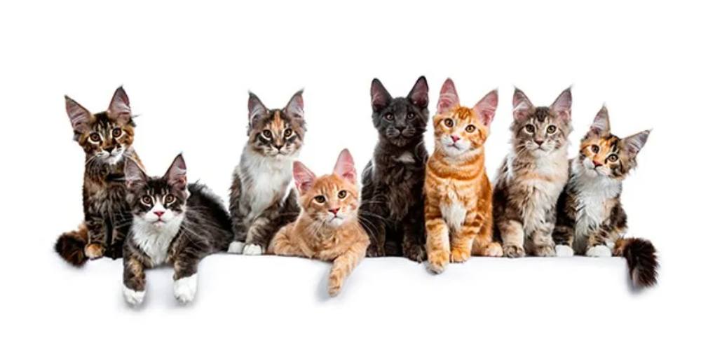 GATOS
