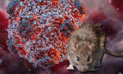 HANTAVIRUS