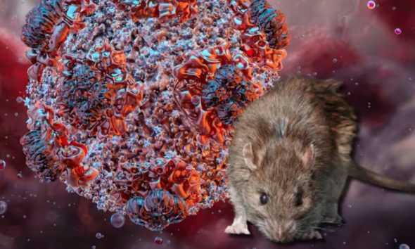 HANTAVIRUS