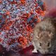 HANTAVIRUS
